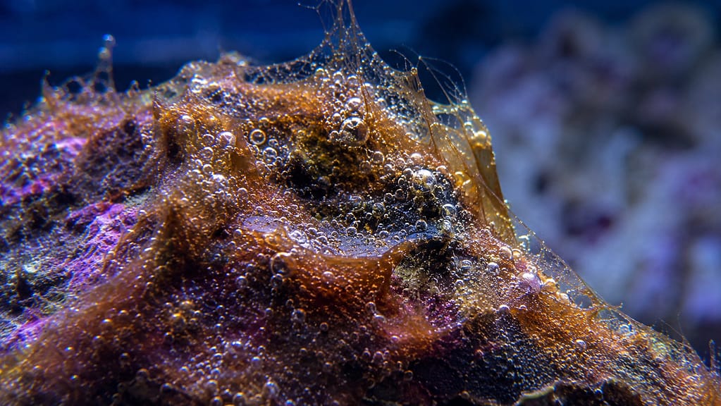 patina bruna di dinoflagellati con bolle di ossigeno su roccia viva